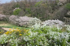 雪柳と山吹と桜 - 長沼公園