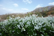 ユキヤナギ(雪柳)が咲た高台から - 長沼公園