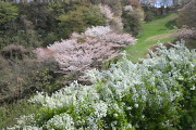 雪柳と山桜- 長沼公園