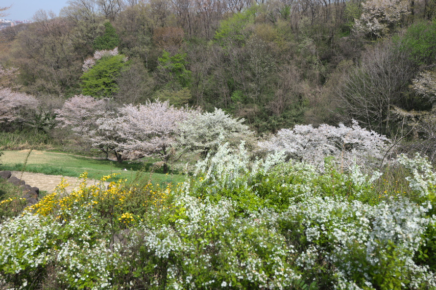 雪柳と山吹と桜 - 長沼公園