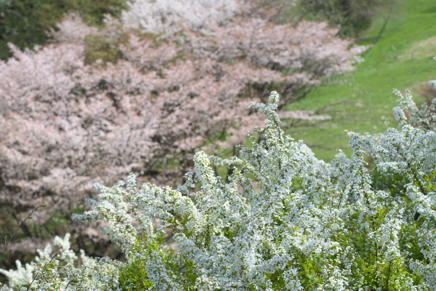 雪柳と山桜2- 長沼公園