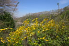 山吹が咲く絹ヶ丘口からの眺め - 長沼公園