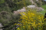 ヤマブキ(山吹)とサクラ(桜)2 - 長沼公園