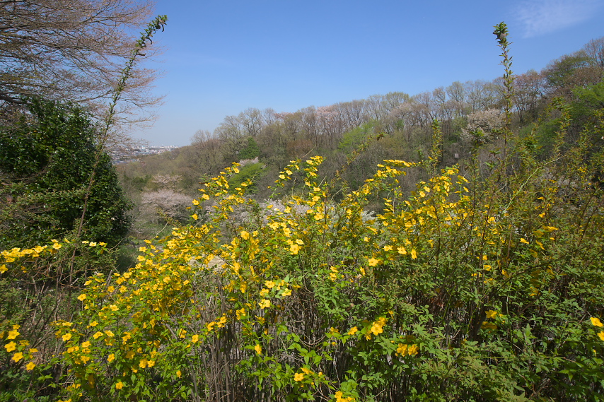 山吹が咲く絹ヶ丘口からの眺め - 長沼公園
