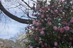 乙女椿と桜 - 長沼公園