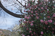 乙女椿と桜 - 長沼公園