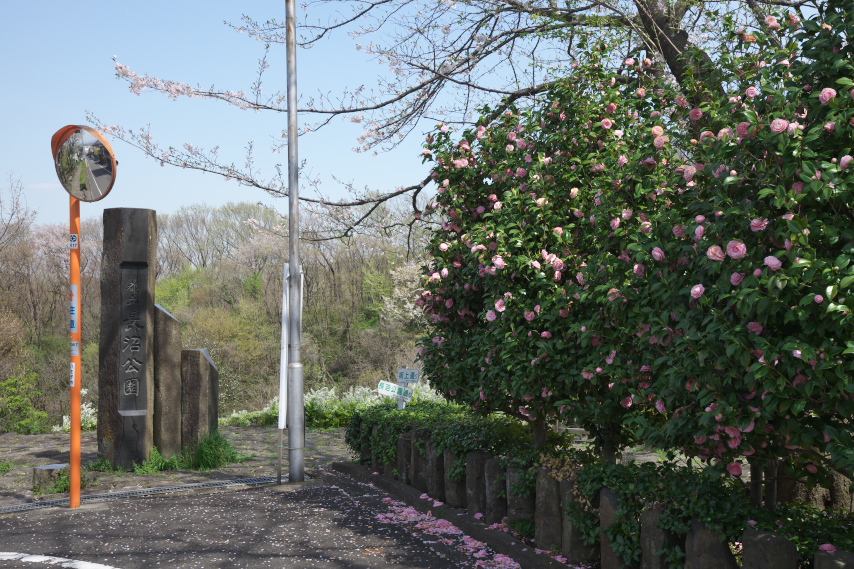 乙女椿が咲く絹ヶ丘口 - 長沼公園