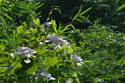 藪から花を出すガクアジサイ - 長沼公園