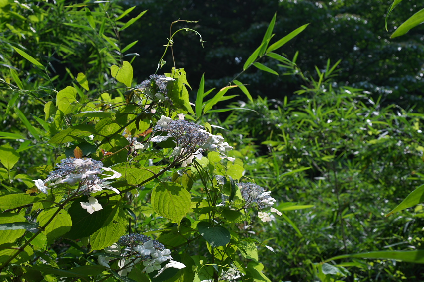 藪から花を出すガクアジサイ - 長沼公園