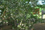 R̃cNolEcM - 