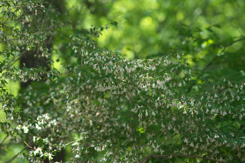 沢山花をつけたツクバネウツギ - 長沼公園