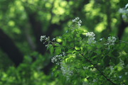 木漏れ日に照らされるミツバウツギ - 長沼公園