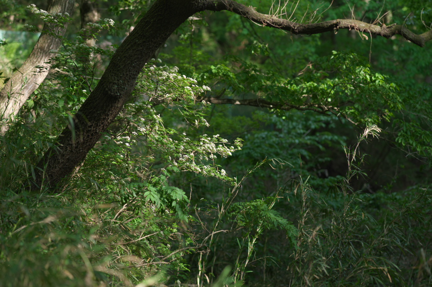 谷戸に枝を伸ばしたミヤマガマズミ - 長沼公園