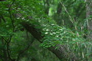 }{EV(R@t) - 