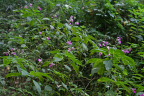 斜面に咲くツリフネソウ - 長沼公園