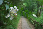 園路に花を垂れるヤマユリ(山百合) - 長沼公園
