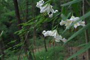 カタクリの保護地に花を出す山百合 - 長沼公園
