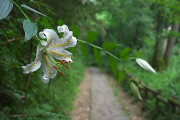 園路に花を垂れるヤマユリ(山百合) - 長沼公園