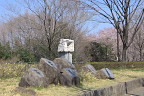 桜が咲く富士見台公園