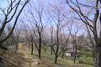 サクラ(桜)2 - 富士見台公園