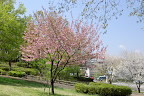 里桜と大島桜 - 富士見台公園