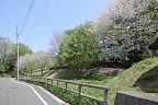 大島桜が咲く富士見台公園の西側