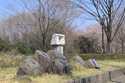 桜が咲く富士見台公園