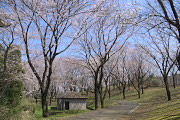 桜の林 - 富士見台公園
