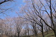 サクラ(桜) - 富士見台公園