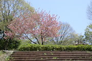 八重桜 - 富士見台公園