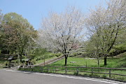 大島桜が咲く富士見台公園の入口