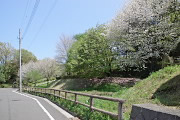 大島桜が咲く富士見台公園の西側