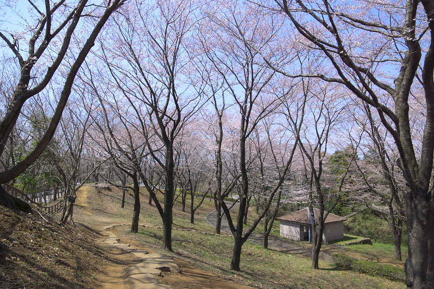 サクラ(桜)2 - 富士見台公園