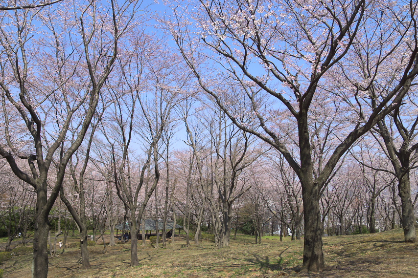 サクラ(桜)3 - 富士見台公園