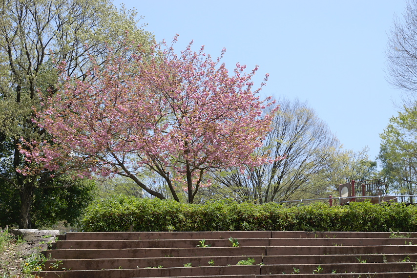 八重桜 - 富士見台公園