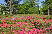 ツツジが咲く入口付近 - 富士見台公園