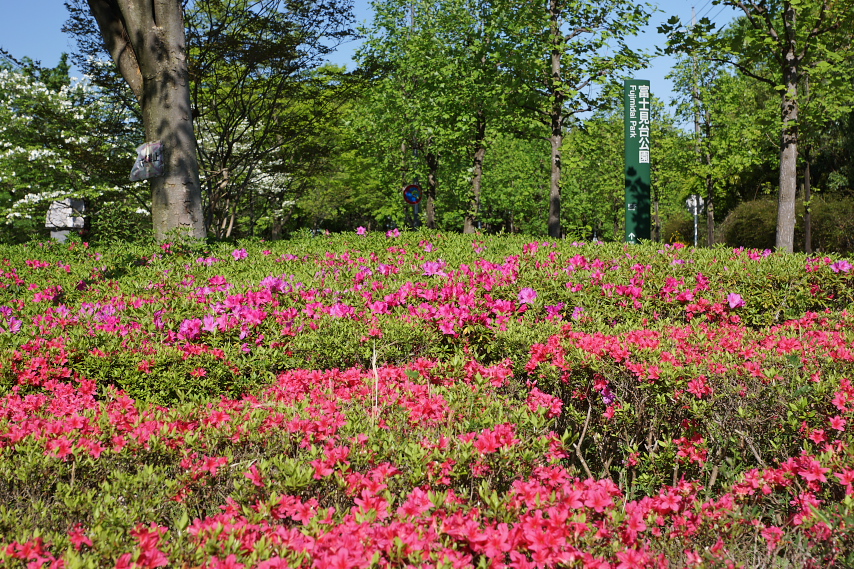 ツツジが咲く入口付近 - 富士見台公園