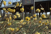 ミツマタが咲く東屋前 - 富士見台公園
