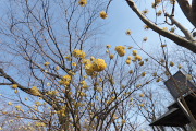 ミツマタが咲く史跡広場 - 富士見台公園