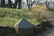 ミツマタが咲く史跡広場 2 - 富士見台公園