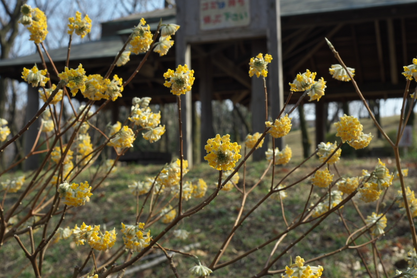 ミツマタが咲く東屋前 - 富士見台公園