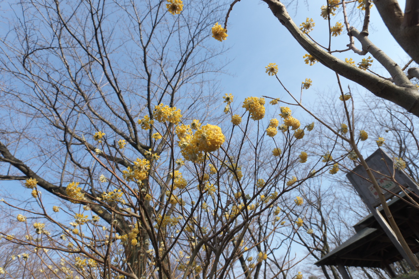 ミツマタが咲く史跡広場 - 富士見台公園