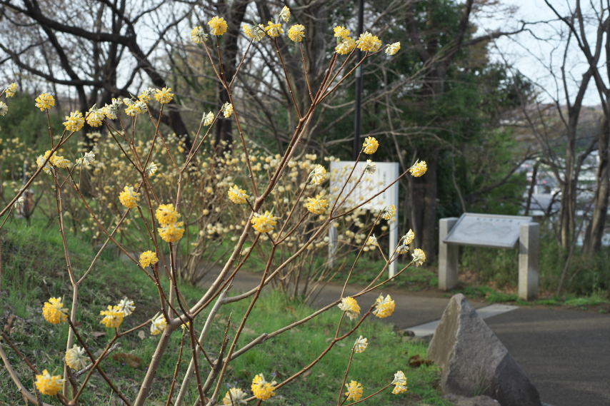 ミツマタが咲く園路 - 富士見台公園