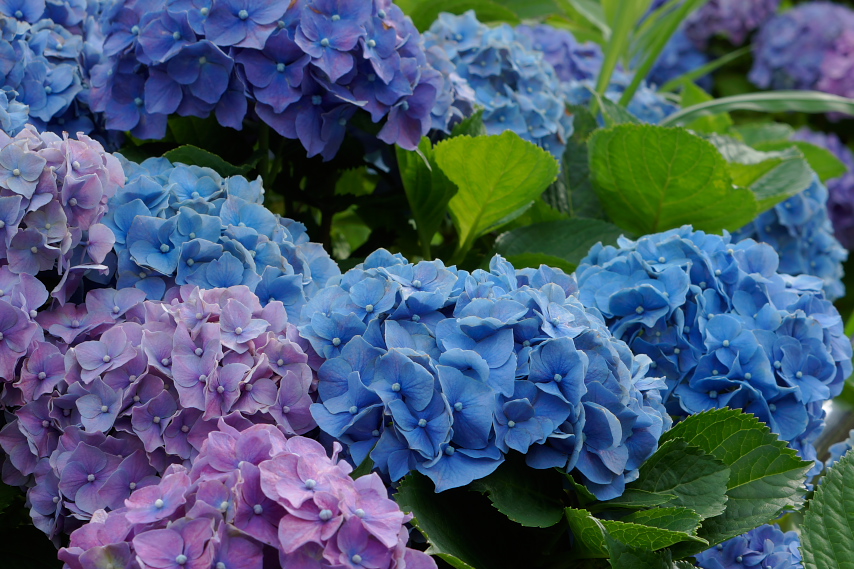 セイヨウアジサイ 西洋紫陽花 富士見台公園 八王子の点景