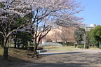 サクラ(桜)が開花したころ - 南大沢中郷公園