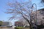 サクラ(桜) - 南大沢中郷公園