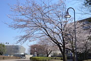 サクラ(桜) - 南大沢中郷公園