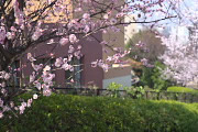 ピンクの梅の花 2 - 南大沢中郷公園