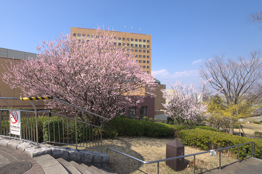 ウメやサンシュユが咲く西側 2 - 南大沢中郷公園