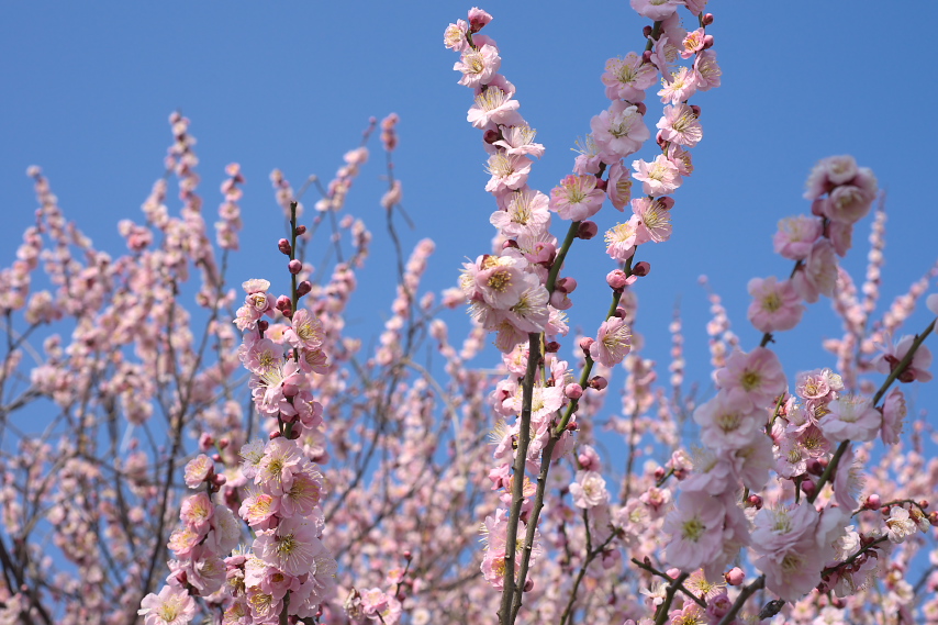 ピンクの梅の花 - 南大沢中郷公園